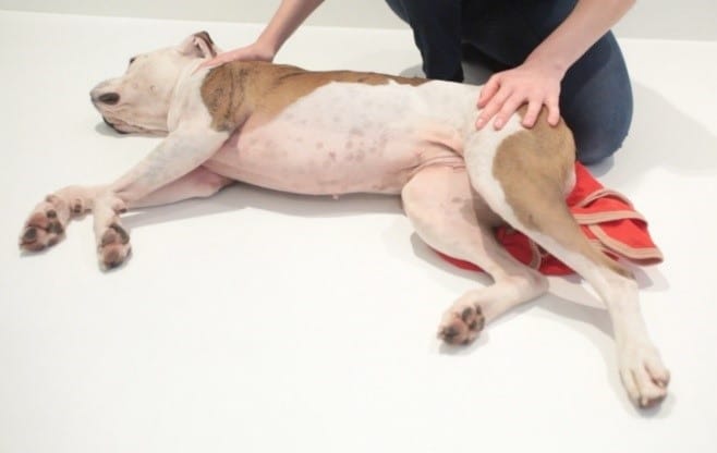 What to Do When Your Pet Stops Breathing: A Guide