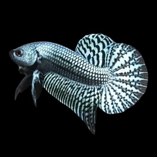 Types of Wild Betta Fish: Natural Variations Found in Freshwater Habitats