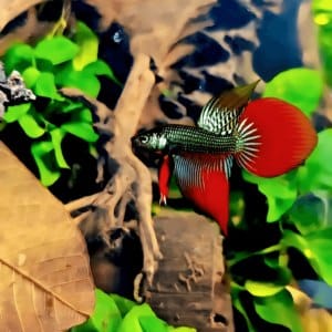 _Types of Wild Betta Fish Natural Variations Found in Freshwater Habitats